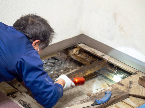 Best Mold Remediation  in Hamilton, MO