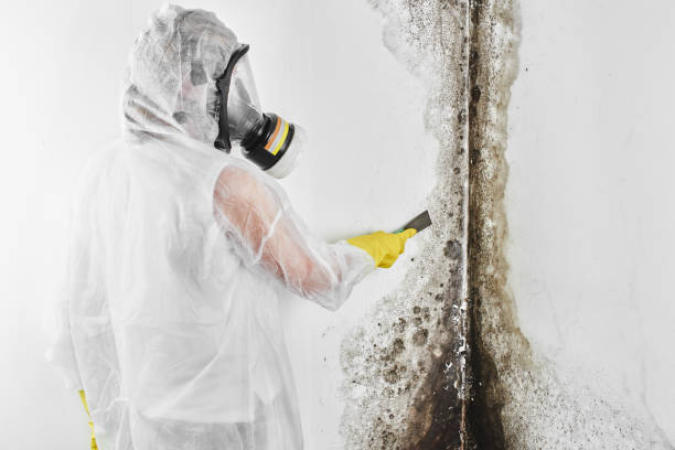 Best Mold Damage Repair  in Hamilton, MO