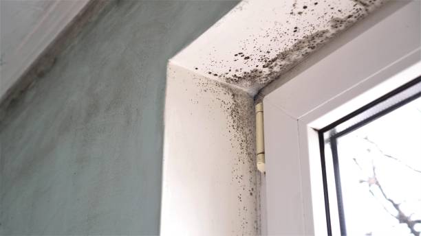 Best Mold Testing  in Hamilton, MO