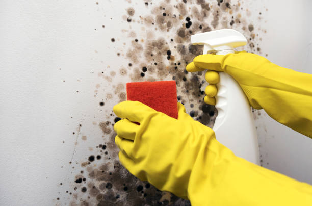 Best Toxic Mold Removal  in Hamilton, MO