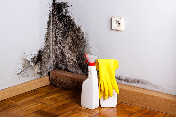 Best Mold Removal Company Near Me  in Hamilton, MO