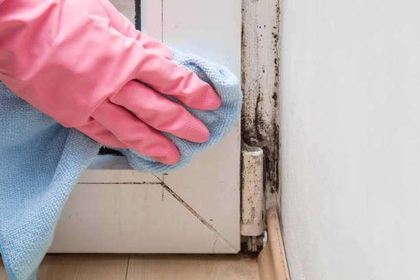 Best Office Mold Removal Services  in Hamilton, MO