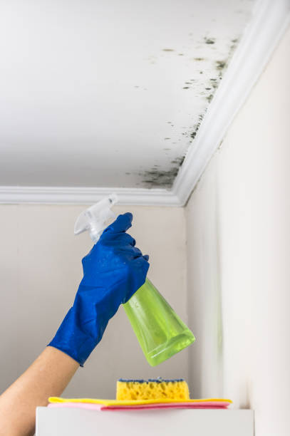 Best Attic Mold Removal  in Hamilton, MO